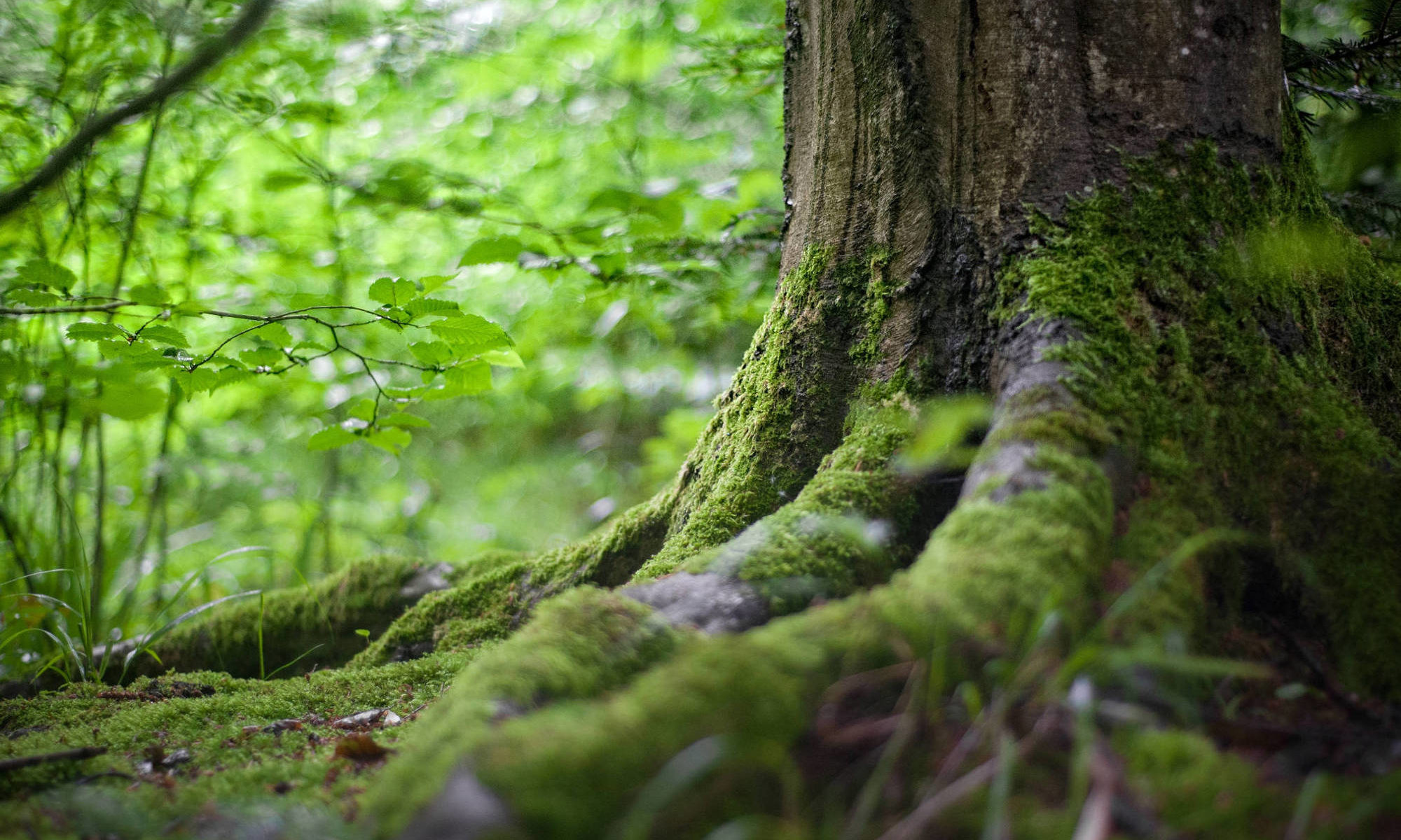 Über mich - Foto von Baum/Ressourcen